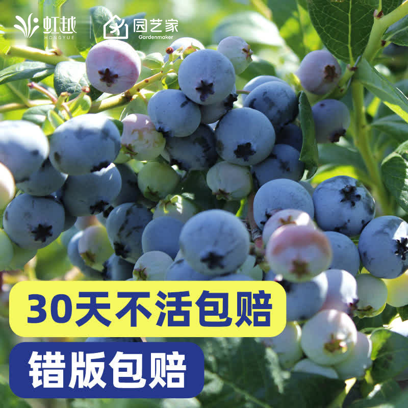 虹越蓝莓树果苗盆栽阳台南方种植北方耐寒追雪天后奥尼尔挂果率高,鲜花速递/花卉仿真/绿植园艺,果树,淘宝优惠券,粉丝福利购,淘宝优惠卷