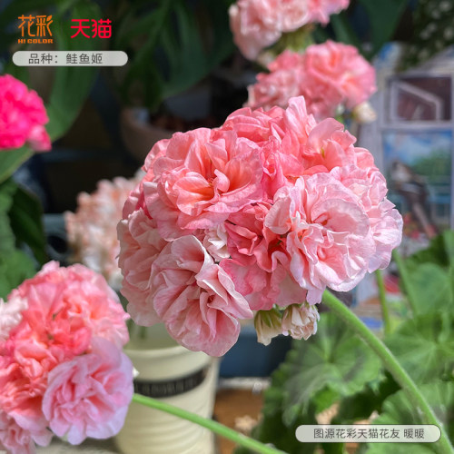 花彩重瓣天竺葵爆花量大观花植物