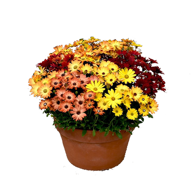 菊花盆栽玛格丽特姬小菊花苗