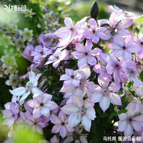 虹越铁线莲花苗乌托邦倒影
