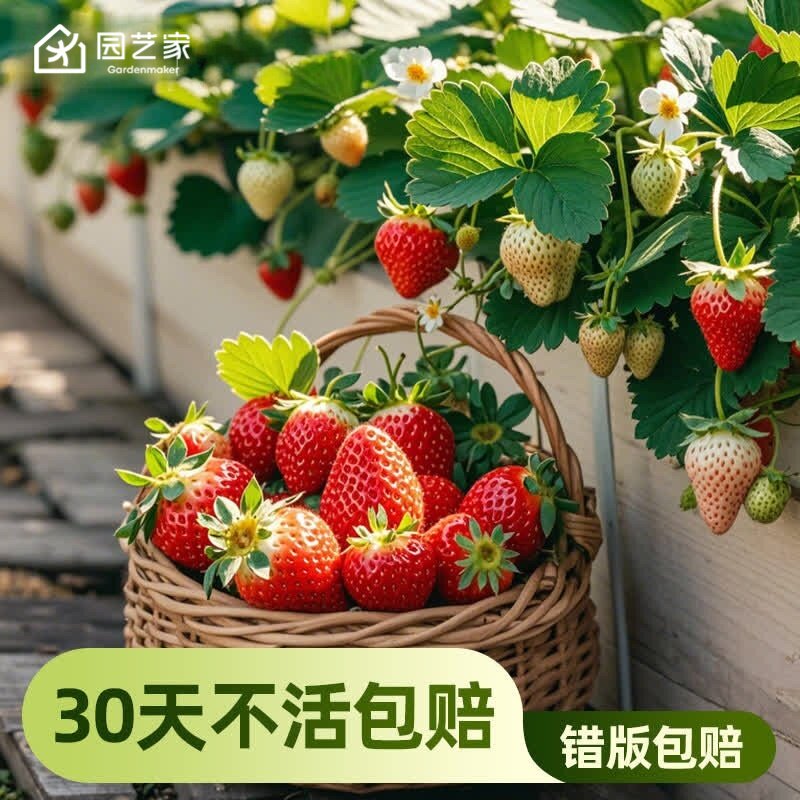 园艺家草莓苗秧子盆栽阳台果树黑珍珠隋珠章姬建德白露淡雪越秀