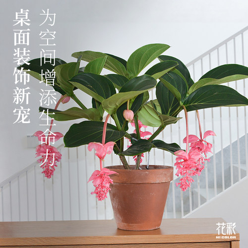 花彩宝莲灯盆栽高级绿植花期长