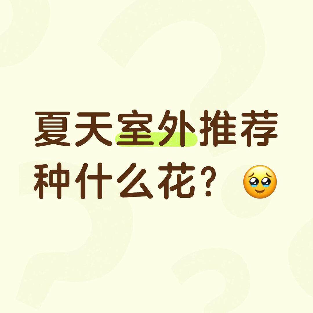 夏季室外耐热山茶花树苗大菊花盆栽桂花树杜鹃花庭院地栽蜀葵角堇