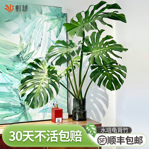 龟背竹水培老桩龟背竹水培植物室内好养水养