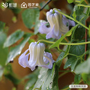 铃铛铁线莲耐热爬藤攀援阳台庭院花卉植物藤本花紫铃铛夏季 开花