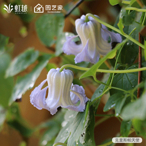 铃铛铁线莲耐热爬藤攀援阳台庭院