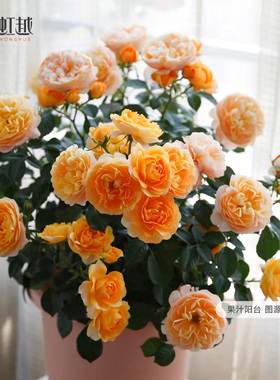 虹越月季花苗龙沙果汁阳台弗洛伦蒂娜灌木爬墙藤本切花盆栽小苗