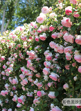 虹越爬墙藤本月季粉龙沙宝石蓝色阴雨佛罗伦蒂娜小苗盆栽多季开花
