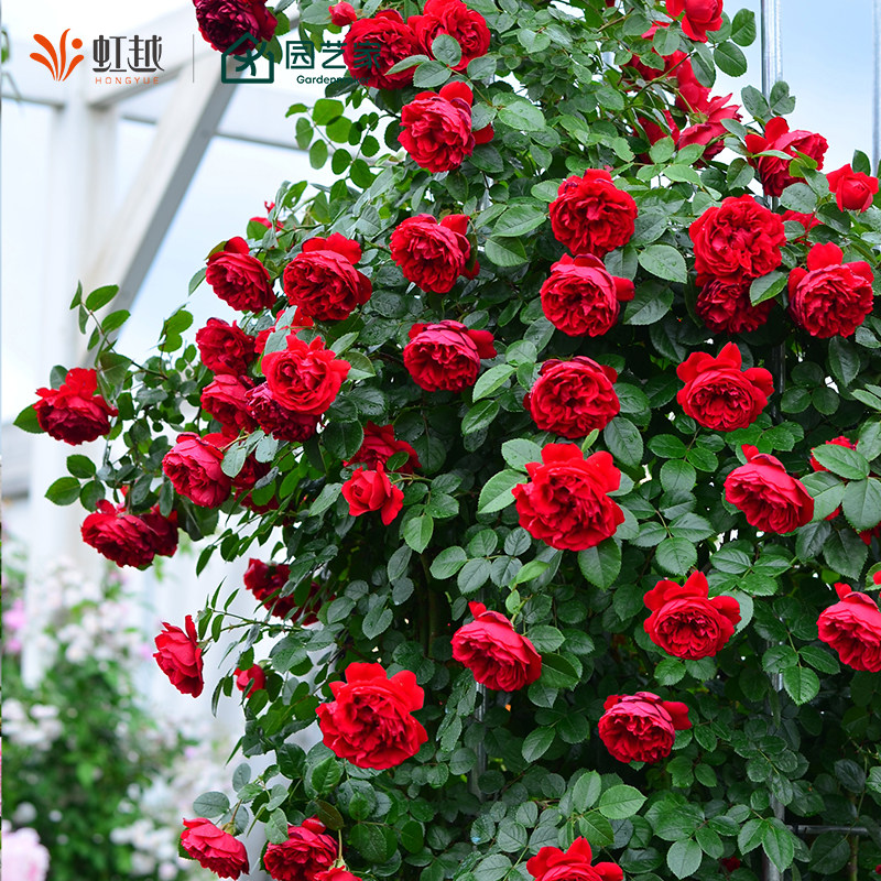 虹越爬藤月季花盆栽佛罗伦蒂娜龙沙宝石蓝色阴雨爬墙藤本篱笆拱门