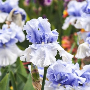 花彩德国鸢尾花盆栽阳台爱普威庭院花境地栽种植多年生种球根花卉