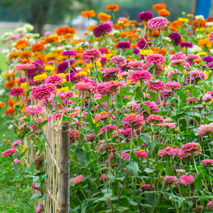 虹越萌吖吖花卉种子百日草花烟草耐热耐旱阳台庭院盆栽四季播花籽