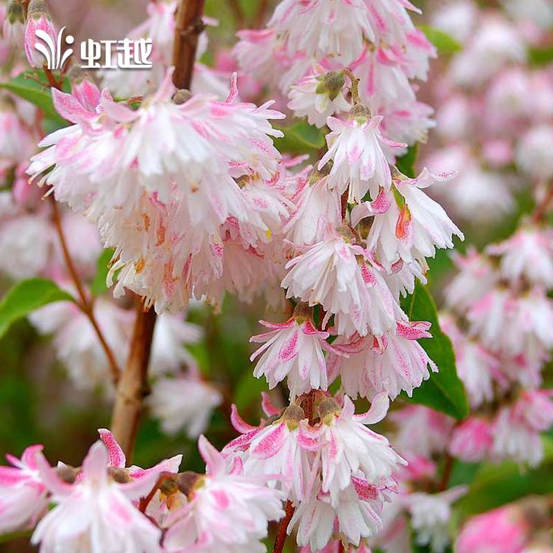 溲疏盆栽夏樱花草莓田雪樱花粉铃铛虹越庭院花园多年生花灌木苗 鲜花速递/花卉仿真/绿植园艺 绣球/木绣球/木本植物 原图主图