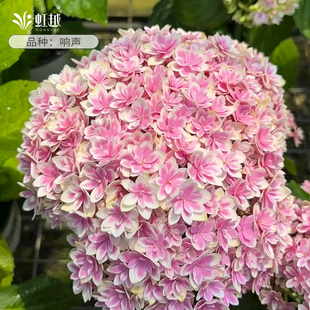 虹越无尽夏绣球花盆栽阳台落跑新娘万华镜响声花期长庭院地栽耐热