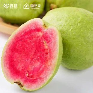 虹越芭乐番石榴果树果苗阳台庭院地栽盆栽水果南方种植