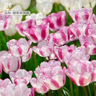趣植宇宙进口郁金香种球5度球阳台盆栽重瓣耐寒庭院地栽花境预售