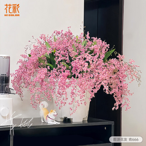 文心兰盆栽桌面花卉花期长有香味