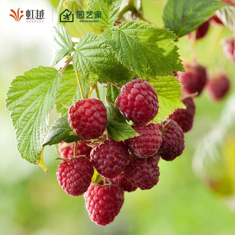 虹越树莓苗覆盆子果苗盆栽水果树阳台南方北方种植多年生耐热耐寒,鲜花速递/花卉仿真/绿植园艺,果树,淘宝优惠券,粉丝福利购,淘宝优惠卷