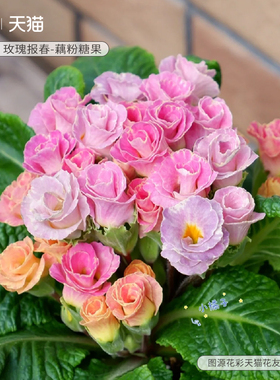 花彩玫瑰报春花苗樱花草盆栽阳台草花卉庭院种植物花境易爆花量大