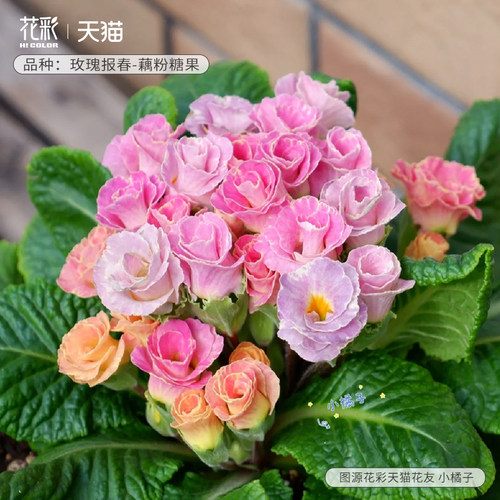 花彩玫瑰报春花苗樱花草爆花量大