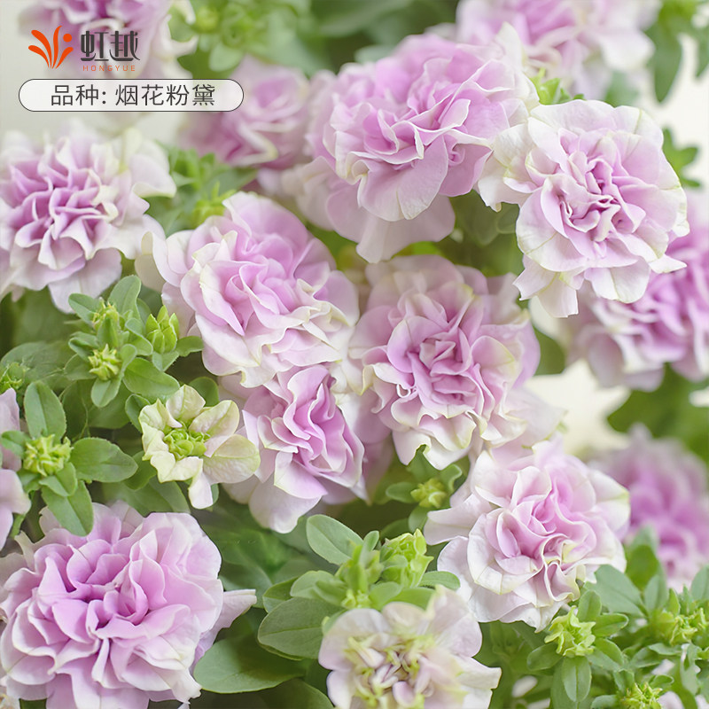 虹越花日和正版重瓣矮牵牛盆栽