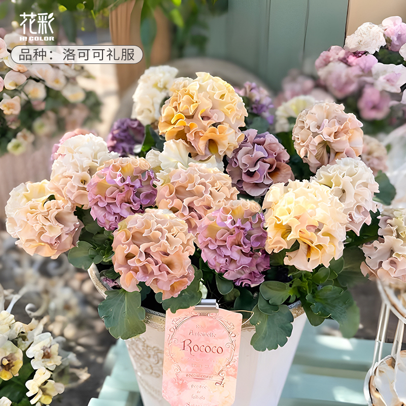 花彩洛可可礼服角堇花苗阳台盆栽