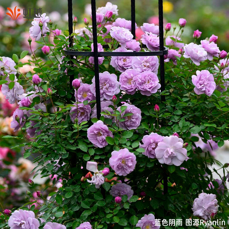 虹越微型月季花苗阳台月季盆栽