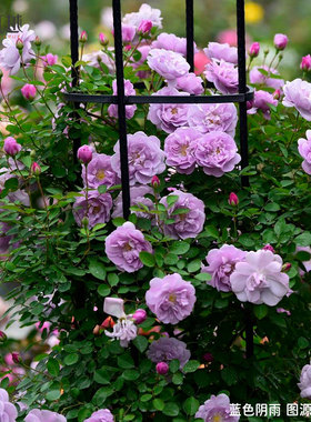 虹越月季蓝色阴雨龙沙宝石朱丽叶蓝色风暴阳台小苗盆栽藤本灌木