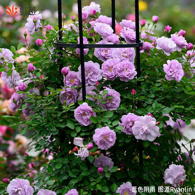 虹越微型月季花苗阳台月季盆栽