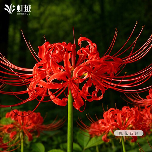 彼岸花种球红花石蒜虹越换锦曼珠沙华曼殊沙华忽地笑龙爪花卉现货
