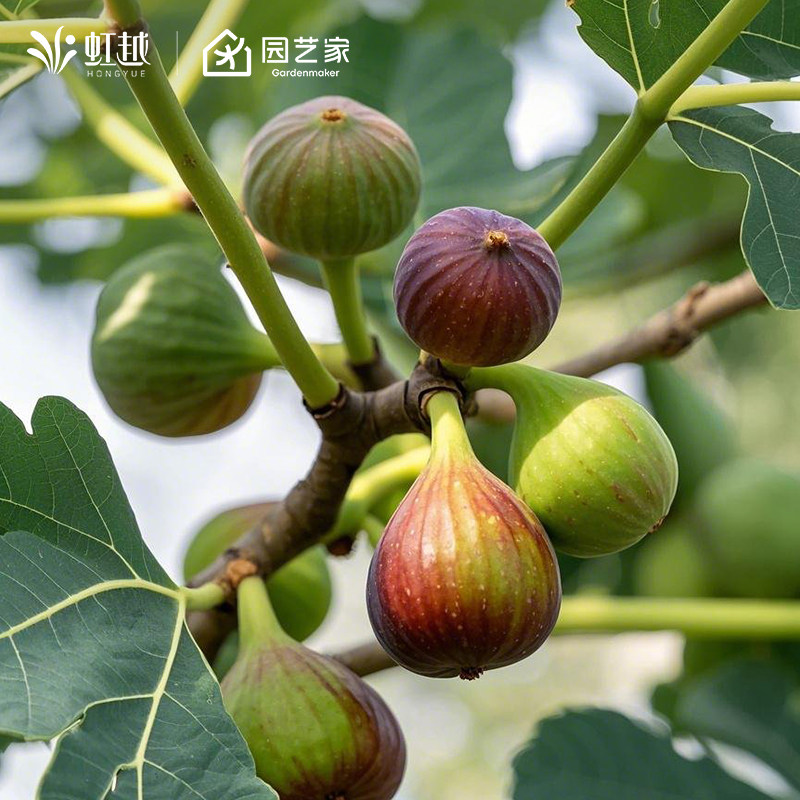 虹越无花果树果苗盆栽大果座果率高好养护南北方种植芭劳奈波姬红,鲜花速递/花卉仿真/绿植园艺,果树,淘宝优惠券,粉丝福利购,淘宝优惠卷