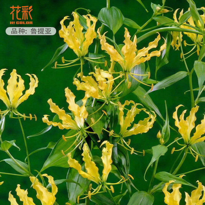 花彩进口嘉兰百合花裸根阳台盆栽爬藤花多年生种球耐热耐晒花期长