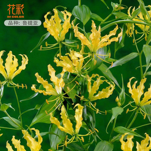 花彩进口嘉兰百合花裸根鲁提亚