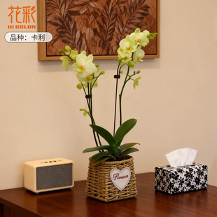 花彩绿色系蝴蝶兰花苗盆栽带花卡利绿熊组盆年宵花卉室内装饰好养