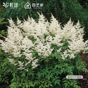 落新妇裸根庭院阳台花园耐阴耐寒多年宿根新手易活花卉球根花种苗