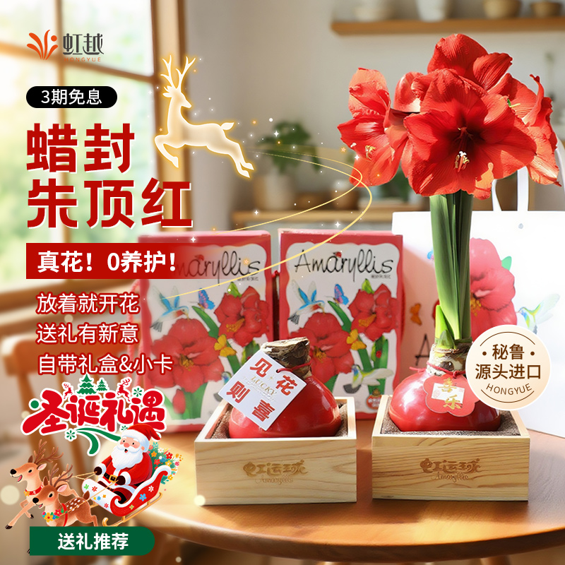 蜡封朱朱顶红种球虹越