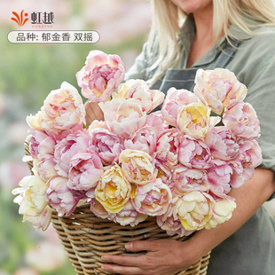 趣植宇宙进口郁金香种球5度球根量贩重瓣花双摇阳台盆栽花境预售