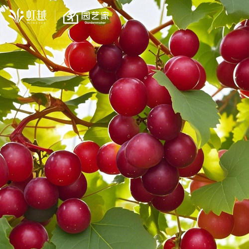 虹越葡萄果树盆栽易养护