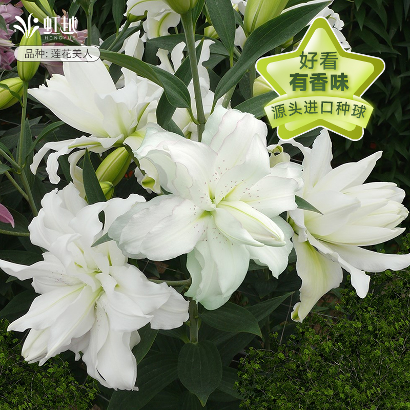 莲花美人百合种球虹越荷兰进口阳台可盆栽秋季香水百合花种球新手
