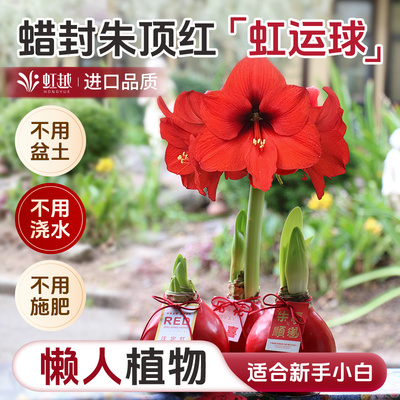 新手朱顶红蜡球无需养护可开花