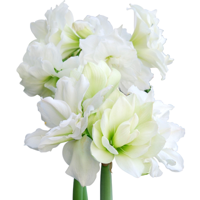 虹越四季可开朱顶红种球多年生