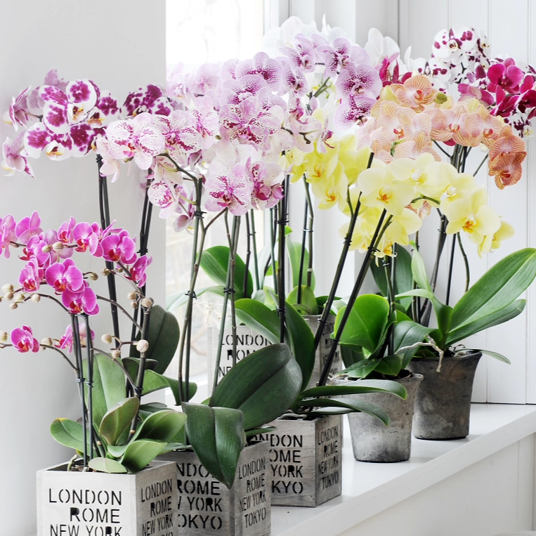 【基地直发】花彩兰花盆栽蝴蝶兰文心兰室内家居桌面年宵花卉送礼,鲜花速递/花卉仿真/绿植园艺,时令草本花卉,淘宝优惠券,粉丝福利购,淘宝优惠卷