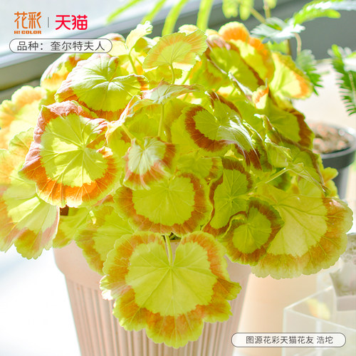 花彩花叶天竺葵盆栽奎尔特夫人