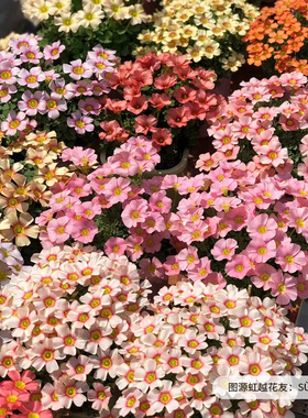 虹越OB酢浆草种球桃之辉阳台爆花球根花卉庭院种植群开花境花量大