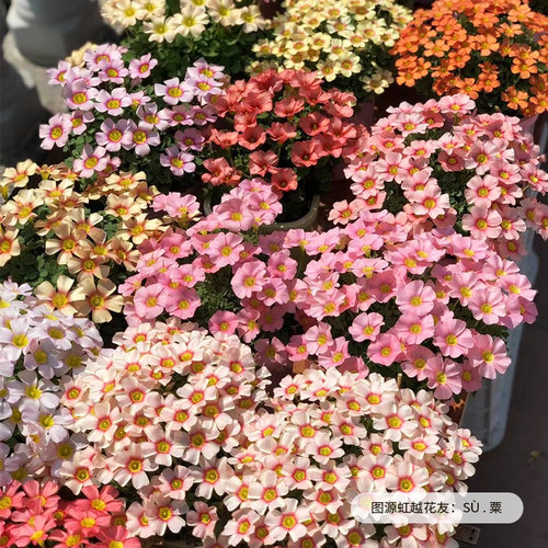 虹越早花酢浆草种球花卉桃之辉