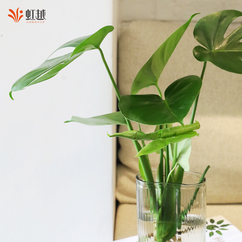 水培龟背竹养护简单成活率高客厅