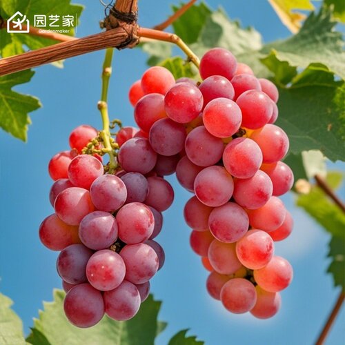 园艺家妮娜皇后寒香蜜无籽葡萄树苖果树葡萄苗南北方种植阳光玫瑰