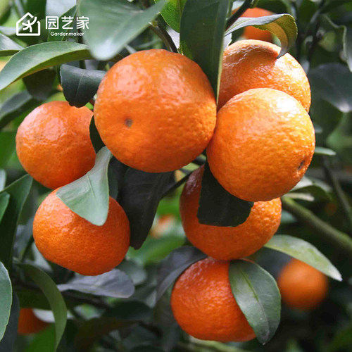 经典沙糖桔果树盆栽园艺家柑橘果苗桔子树苗南方四季可种橘子树
