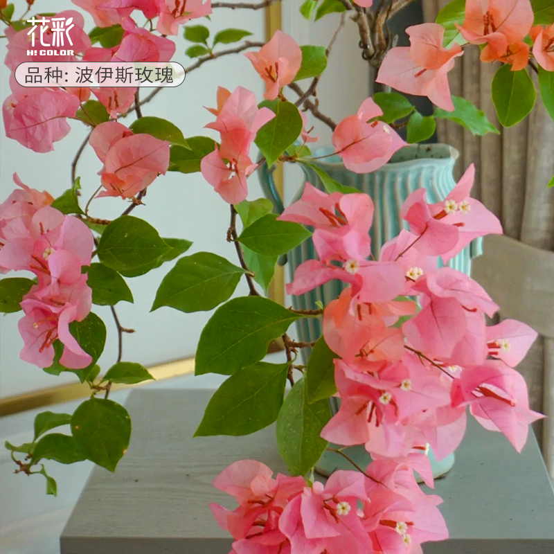 花彩精品三角梅盆栽波伊斯玫瑰