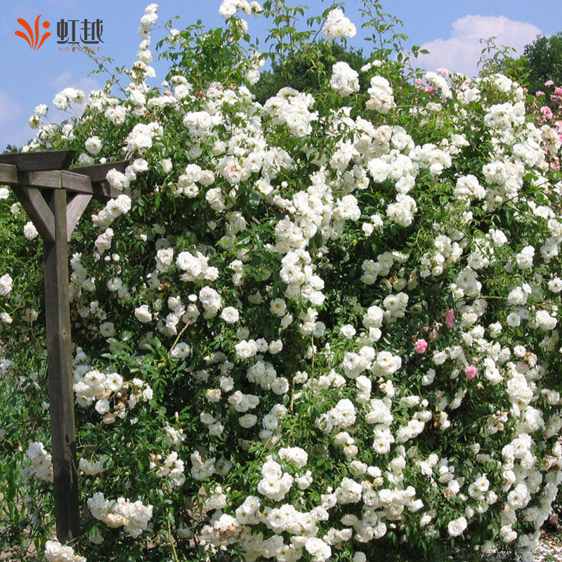 虹越藤冰山月季花苗小苗盆栽大型藤本爬藤爬墙多季开花庭院花园香,鲜花速递/花卉仿真/绿植园艺,月季/蔷薇/玫瑰,淘宝优惠券,粉丝福利购,淘宝优惠卷