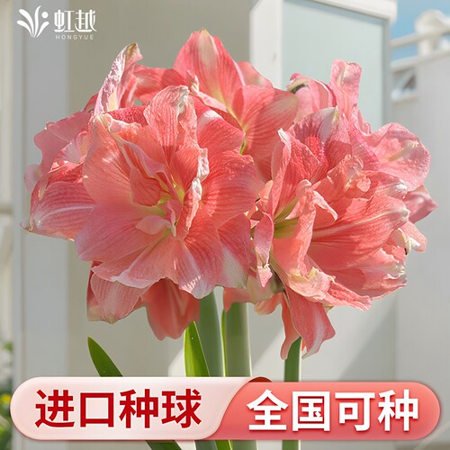26年新球玫瑰花漾朱顶红种球单重瓣阳台南非秘鲁花样全国种植新手
